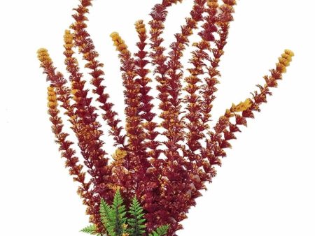 Aquatop Cabomba Aquarium Plant with Weighted Base Fire 1ea 20 in on Sale