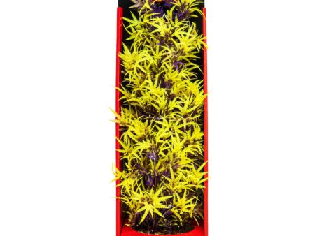 Aquatop Aquatop Vibrant Fluorescent Cannabis Plant Olive, 1ea 16 in For Cheap