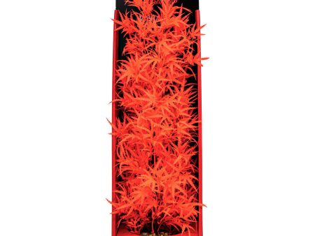 Aquatop Aquatop Vibrant Fluorescent Cannabis Plant Red, 1ea 16 in Sale